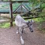 Bébé caribou qui serivra de renne au Père Noël